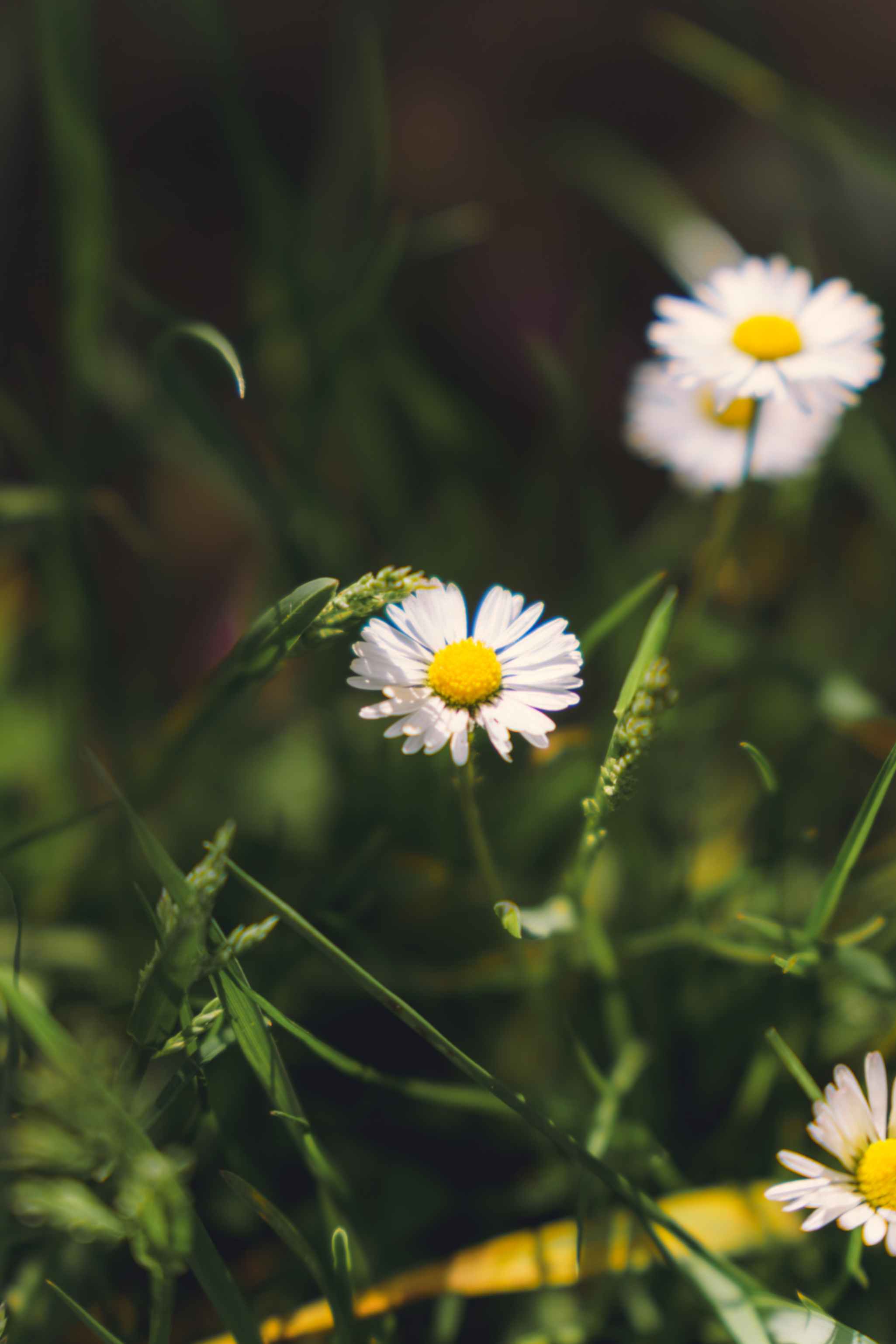 Daisies